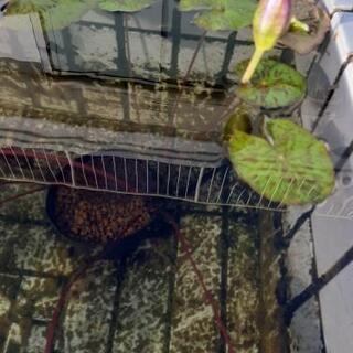 綺麗な花が咲く水草④の画像