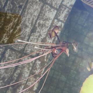 綺麗な花が咲く水草④の画像