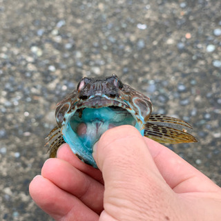 釣り友達募集