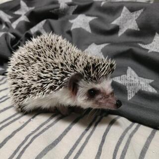 ヨツユビハリネズミ