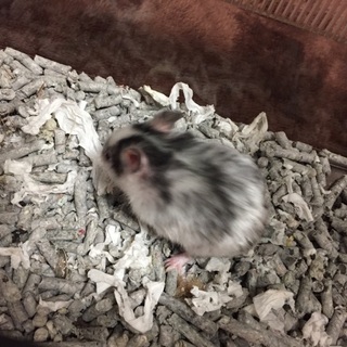 ゴールデンハムスターの里親募集