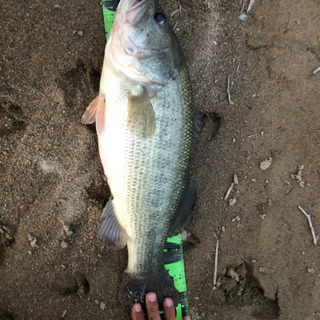 バス釣り仲間募集します！、