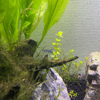 熱帯魚　ピグミーグラミー4匹