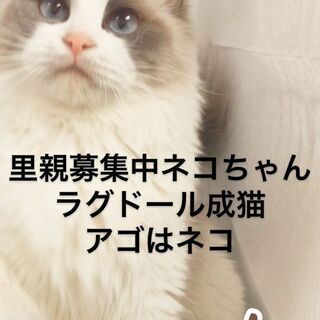 ラグドール　成ネコ●●●本文をよくご覧下さいませ●●● アゴはネコ