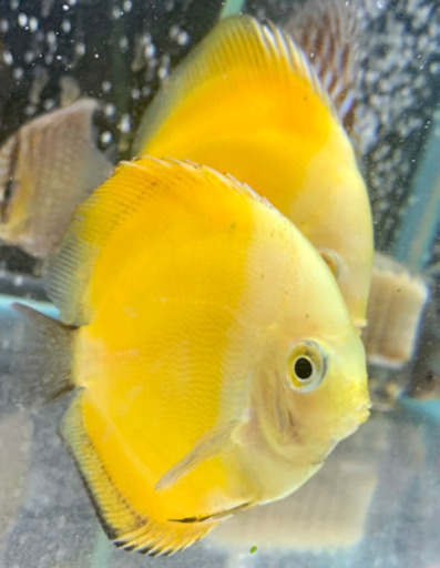 熱帯魚ディスカス