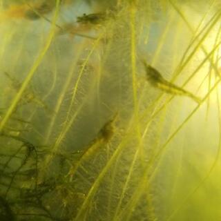 ミナミヌマエビ（水草おまけします）の画像