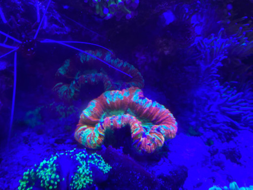 オオバナサンゴ　マルチカラー