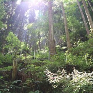 薪　広葉樹　(在庫あります)キャンプ・BBQ・焚き火にいかがですか！の画像