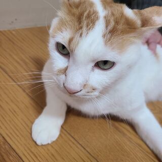 おとなしいおじいちゃん猫