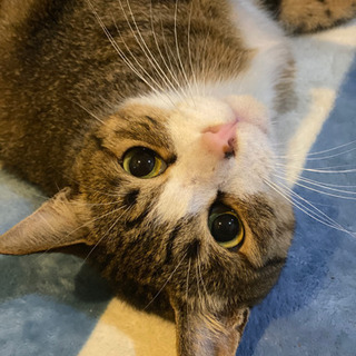 猫　可愛らしい男の子