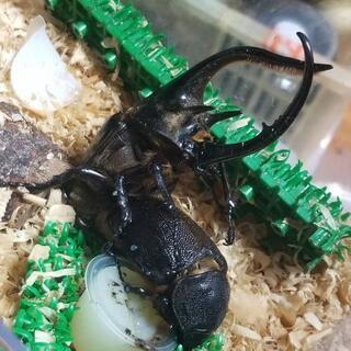 ネプチューンオオカブト幼虫　4頭