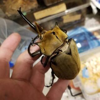 エレファスゾウカブト　3令幼虫　4頭