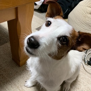 迷い犬探しています