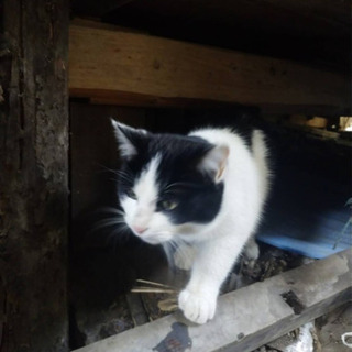 甘えん坊な野良猫　オス　里親募集 - 猫
