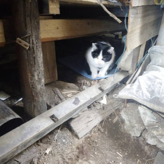 甘えん坊な野良猫　オス　里親募集 - 大田原市