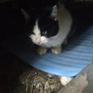 甘えん坊な野良猫　オス　里親募集 − 栃木県