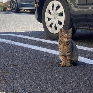 急募！里親募集！6~7ヶ月のオス猫ちゃん