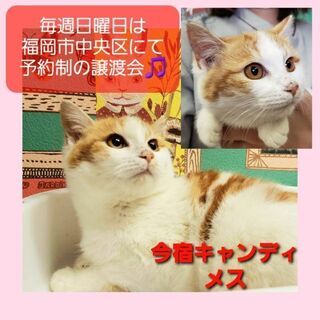 【お話中】毎週日曜日は福岡市中央区にて予約制の譲渡会🎵今宿キャンディ