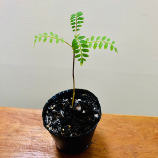 【お譲り先決定】ジャカランダ 観葉植物 植物苗 ①