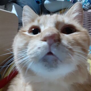 ☆急募☆　癒し系の茶トラの男の子です❤️