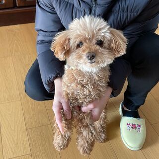 里親決まりました。トイプードル　オス　11歳