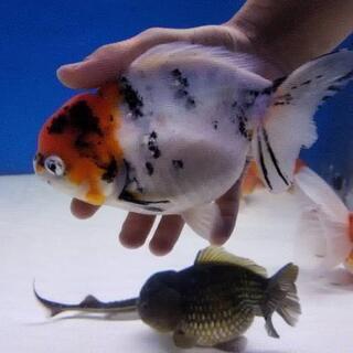 特大金魚売ります！ 安くします！