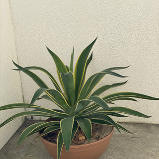引っ越しのため、色々な植物セール🥺お母さん毎日一所懸命これをお植えるの画像