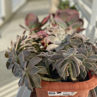 引っ越しのため、色々な植物セール🥺お母さん毎日一所懸命これをお植えるの画像