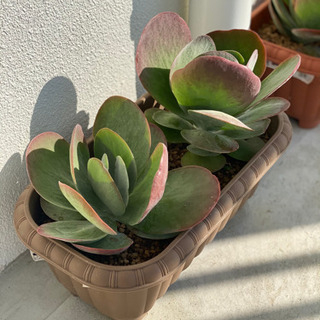 引っ越しのため、色々な植物セール🥺お母さん毎日一所懸命これをお植える