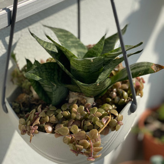 引っ越しのため、色々な植物セール🥺お母さん毎日一所懸命これをお植えるの画像
