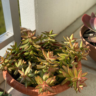引っ越しのため、色々な植物セール🥺お母さん毎日一所懸命これをお植えるの画像