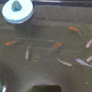 画像の希少メダカの卵20個+＠を1000円〜