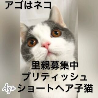 ﾌﾞﾘﾃｨｯｼｭショートヘア子猫◎◎◎◎本文をよくご覧下さいませ...