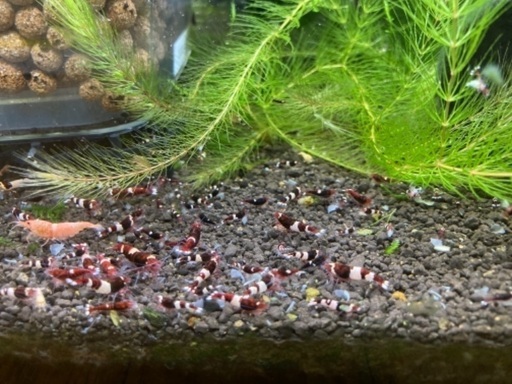 レッドシャドーシュリンプ100匹