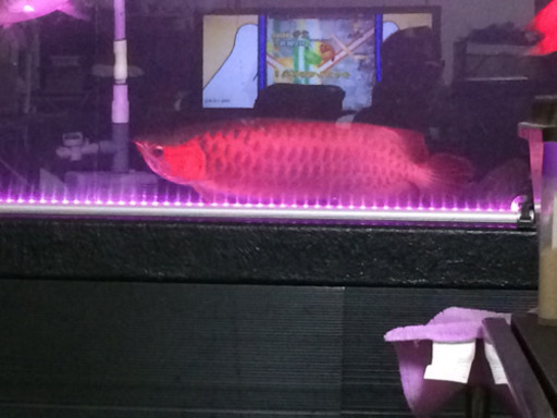 アロワナ　シャム　シクリッド　古代魚　熱帯魚