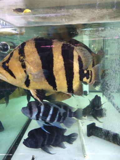 アロワナ　シャム　シクリッド　古代魚　熱帯魚