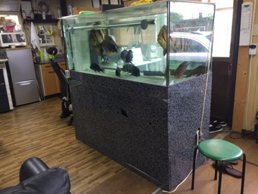 アロワナ　シャム　シクリッド　古代魚　熱帯魚