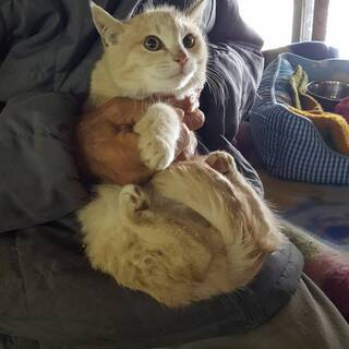 保護子猫ティーちゃん・里親さんを探しています