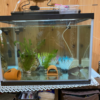 水槽のみ  60×44×44  お引き取り決定しました！