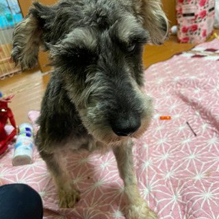 ミニチュアシュナウザー3歳