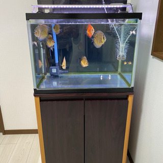 60センチワイド水槽一式