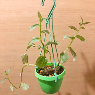 観葉植物　トラディスカンチア　ハンギングプランター付き