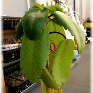 <<End of transaction>>【幸せの葉っぱ】『マ...