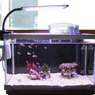 小型海水魚　飼育セット　クマノミ１０匹付き　引き取り限定