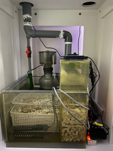 海道達磨　達磨のみ