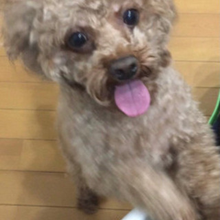 ワンちゃん、猫ちゃんを家族として迎えてくださる方を探しております。