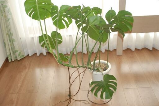 取引終了　　観葉植物①　モンステラ