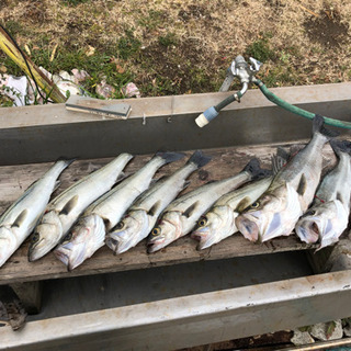 船釣り仲間募集とGチャットで楽しめる方 − 千葉県