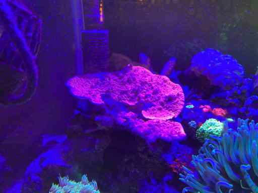 ウスコモンサンゴ　レッド