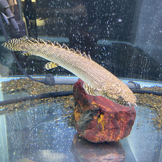 90cm水槽　ポリプテルス　セルフィンプレコ　飼育物品一式